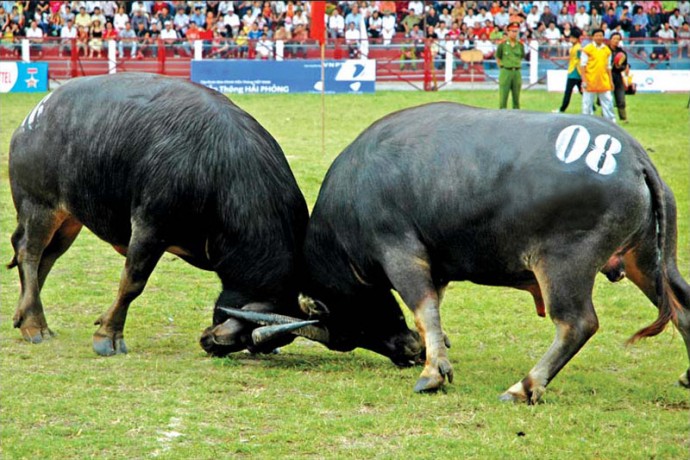 Du lịch đồ sơn